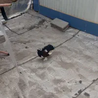 کبوتر ماده یو سالم