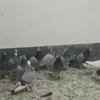 ۳۰ عدد حیون یک دنده|پرنده|تربت‌حیدریه, مسجد جامع|دیوار