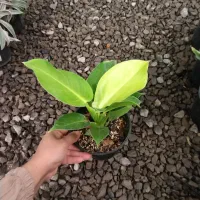 ۷مدل فیلودندرون برکین بلک رشته ای کنگره چماقی|گل و گیاه طبیعی|مرودشت, استادیوم‎|دیوار