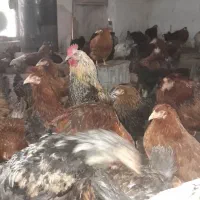 فروش مرغ تخم گذار کردی