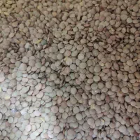 عدس خارجی کیلویی ((مواد غذایی سید))