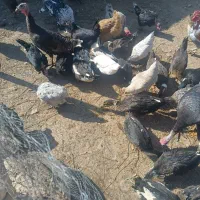 فروش اردک ۶ماهه|حیوانات مزرعه|یاسوج, |دیوار