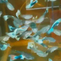 ما هی گوپی وهلزون سیب|ماهی|کاشان, راوند|دیوار