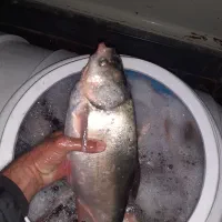 فروش ماهی زنده|ماهی|قروه, |دیوار