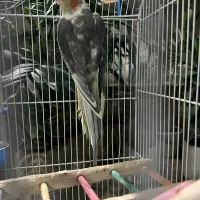 عروس هلندی نر