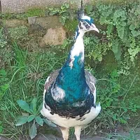 طاووس هندی مصری ابق سفید