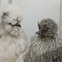 پرندگان وحیوانات مزرعه