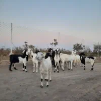 بز...|حیوانات مزرعه|فردوس (خراسان), |دیوار
