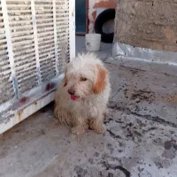 سگ پا کوتاه