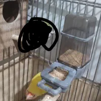 طوطی برزیل ماده معاوضه باعروس هلندی