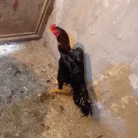 اوشامو