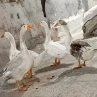 ابطوط للبیع