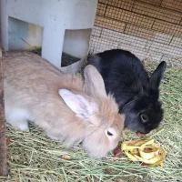 حیوان خانگی کاملا سالم قیمت توافقی