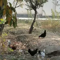 مرغ تخمگذار|حیوانات مزرعه|هشتگرد, سیف آباد|دیوار