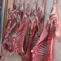 گوشت گوسفندی کشتار روز|خوردنی و آشامیدنی|رشت, دیلمان|دیوار