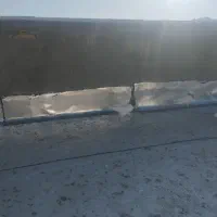 کبوتر|پرنده|قروه, |دیوار