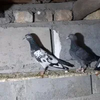 کفتر پاکستانی|پرنده|میناب, |دیوار