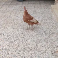 یک عدد بوقلمون ماده بارنگ خاس