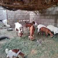 تعدادی  گوسفند به فروش میرسند