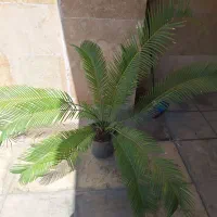 سیکاس چند ساله