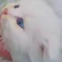 گربه اسکاتیش وبریتیش