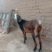 بز جوان