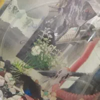 آکواریم معاوز با پرنده|ماهی|قم, شهرک فاطمیه|دیوار