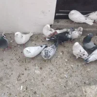 ۲۳ عدد قریب گیری|پرنده|شهریار, شهریار|دیوار