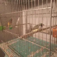 فنچ گلدین|پرنده|قم, شهرک توانیر|دیوار