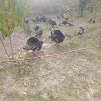 بوقلمون|حیوانات مزرعه|نمین, |دیوار