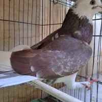 کبوترشازده ماده پرشی