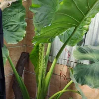 فروش گل بابا آدم ساقه سبز دو متری