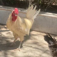 خروس گلین چهل تاج
