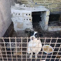 سگ پاکوتاه|سگ|مشهد, پورسینا|دیوار