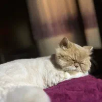 جفت گیری ماده|گربه|گرگان, |دیوار