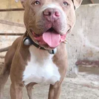 سگ پیتبول امریکن اصیل نر