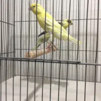عرضه قناری نر و ماده و لوازم و ملزومات|پرنده|تهران, اسکندری|دیوار