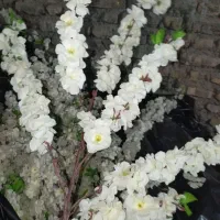 گل مصنوعی شکوفه گیلاس - ۳۰۰ شاخه با قیمت عالی|گل مصنوعی|مشهد, جانباز|دیوار