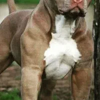 سگ نگهبان بشرط