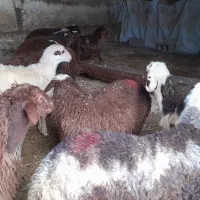 ۱۰ راس بره مخصوص پروار نر|حیوانات مزرعه|بیرانوند, |دیوار