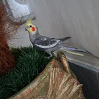 عروس هلندی آرام|پرنده|ماکو, |دیوار