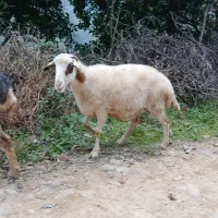 گوسفندماده سالم|حیوانات مزرعه|رحیمآباد, |دیوار