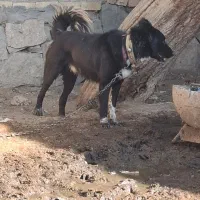 سگ گله ای|سگ|قم, پردیسان|دیوار