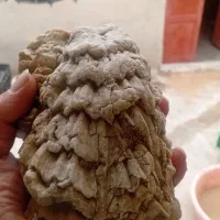 فسیل های زیبا و کلکسیونی صدف پنجه پری