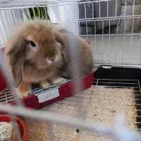 دوتا خرگوش لپ دوتاش باهم۵۰۰|موش و خرگوش|مشهد, دوست آباد|دیوار