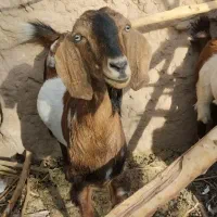 بز فروشی گوسفند|حیوانات مزرعه|فهرج, |دیوار