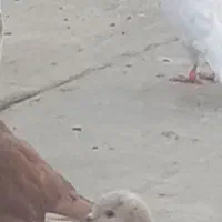 کفتر|پرنده|آران و بیدگل, |دیوار