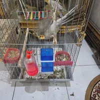 فروش یه جفت عروس هلندی همراه با قفس|پرنده|شیراز, کوشک میدان|دیوار
