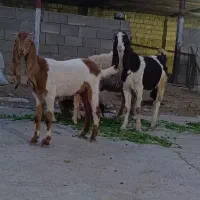 بزغاله ماده پاکستانی