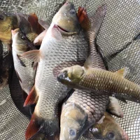 شارژ انواع سایزهای متفاوت بچه ماهی کپور و امور|عمده‌فروشی|سنگر, |دیوار